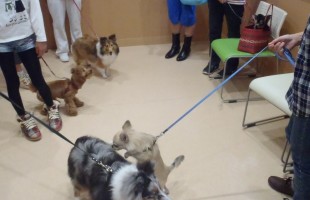 ☆子犬しつけ相談会☆