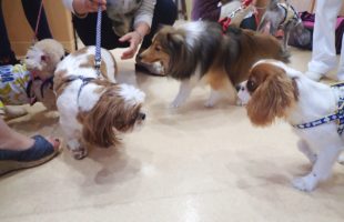 ☆子犬しつけ相談会☆