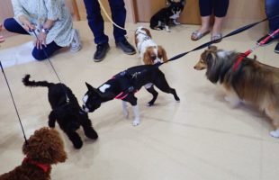 ☆子犬しつけ相談会☆