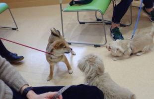 ☆子犬しつけ相談会☆