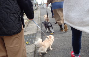 ☆子犬しつけ相談会☆