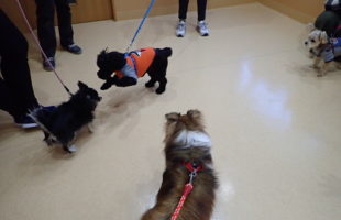 ☆子犬しつけ相談会☆