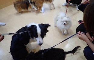 ☆子犬しつけ相談会☆